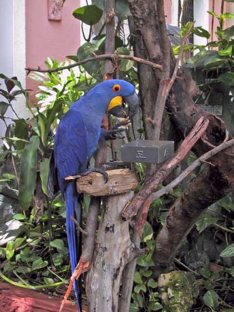 Parrot